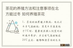 茶花的养殖方法和注意事项在北方能过冬 如何养殖茶花