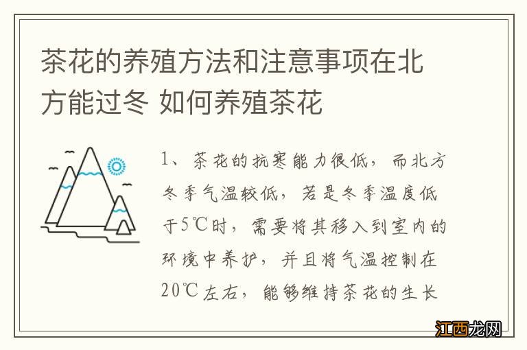 茶花的养殖方法和注意事项在北方能过冬 如何养殖茶花