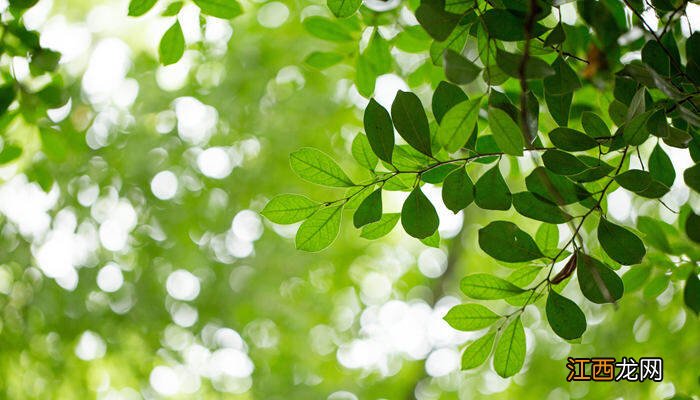 幸福树出白霉斑点怎么办 幸福树长了白霉怎么治疗