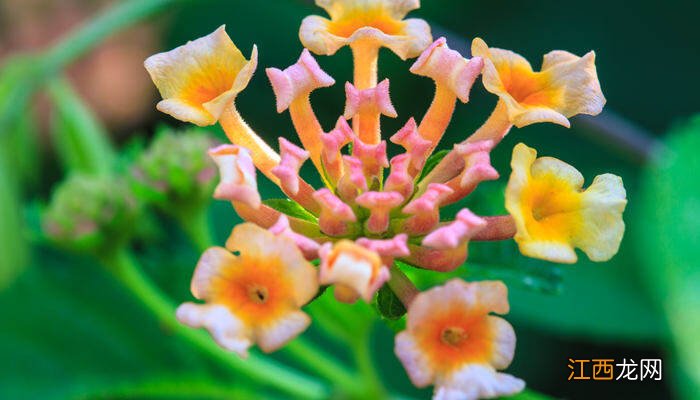 龙吐珠一年开几次花 龙吐珠一年四季都开花吗