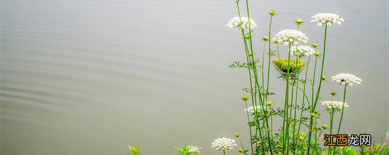 白芷种植技术及亩收益 白芷种植技术