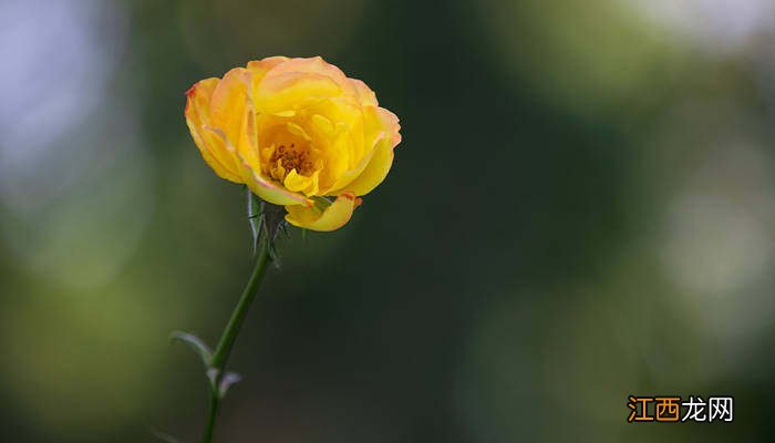 月季花长虫子了怎么办喷什么药