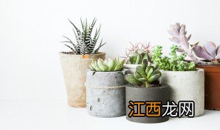 多肉叶子怎么种植方法图解 多肉叶子怎么种植方法