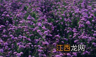 马鞭草种植方法 马鞭草种植方法视频