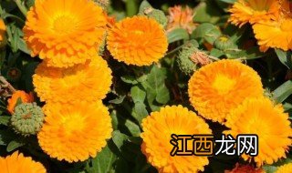 金盏菊种植方法图解 金盏菊种植方法