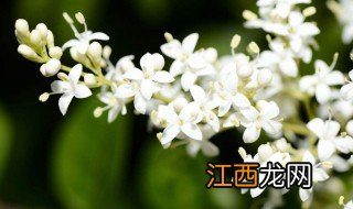 夜来香怎样种植方法 夜来香怎样种植方法视频