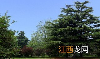 黑松种植方法，黑松种植方法和技术