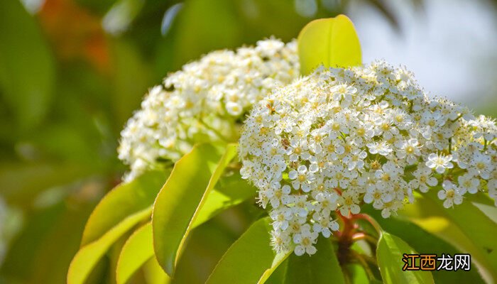红叶石楠花的味道难闻吗 红叶石楠花的味道