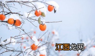 柿子树苗怎么种植方法，柿子树苗怎么种植方法图解