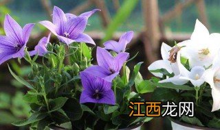 桔梗花的种植方法 桔梗花的种植方法和时间