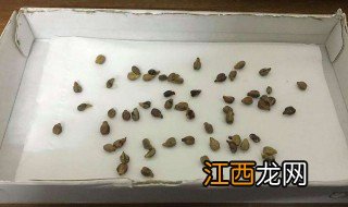 葡萄籽的种植方法视频 葡萄籽的种植方法