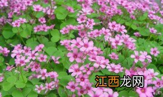 红花酢浆草种植方法，红花酢浆草种植方法