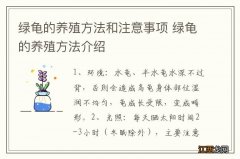 绿龟的养殖方法和注意事项 绿龟的养殖方法介绍