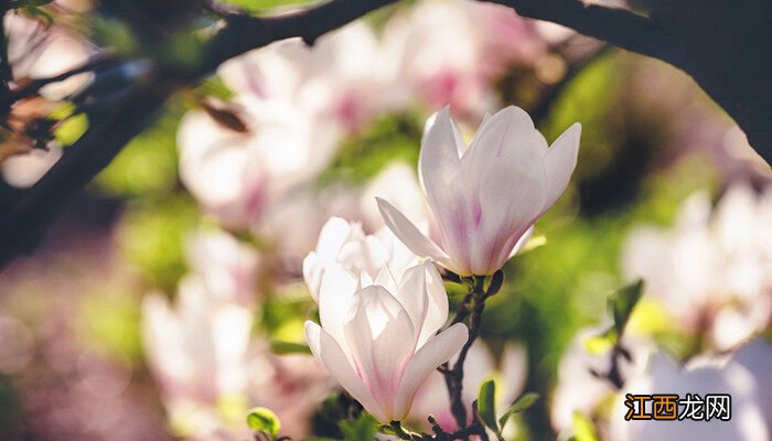 秋季花卉都有哪些品种 夏季花卉都有哪些品种