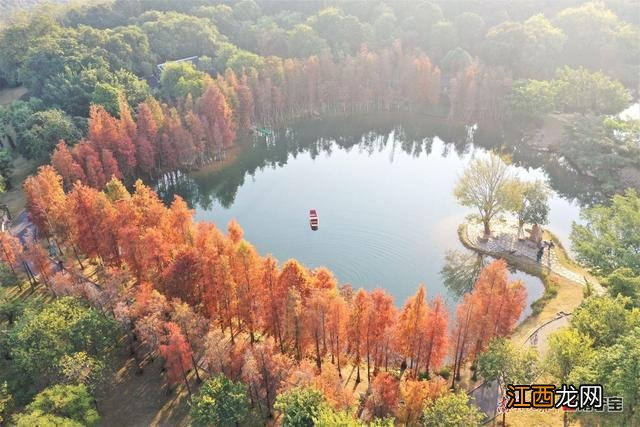 层林尽染！漫步南宁公园景区，观赏水杉红叶美景