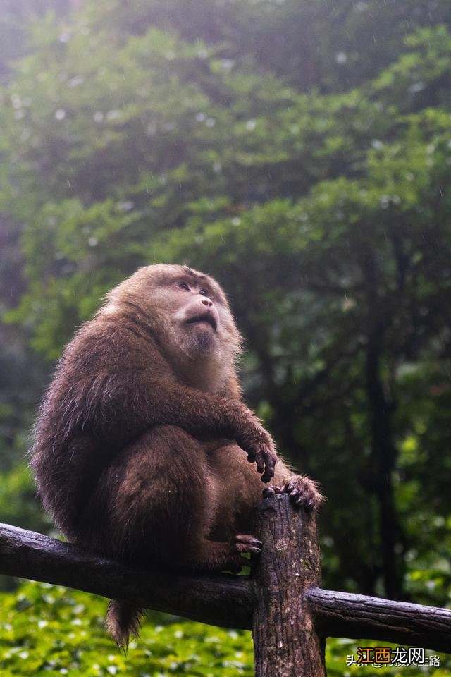 冬游峨眉，踏进“雾凇”织就的绝美仙境