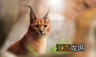 狞猫和猞猁的区别是什么 狞猫和猞猁的区分