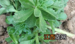 养心菜的种植方法和时间 养心菜的种植时间和方法