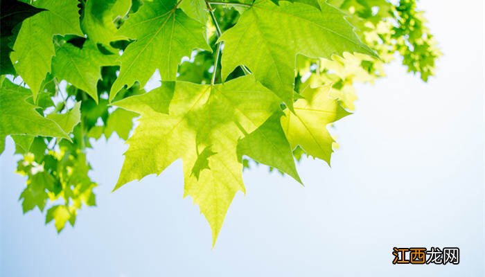 毛曼陀罗花有毒吗能吃吗 毛曼陀罗花有毒吗