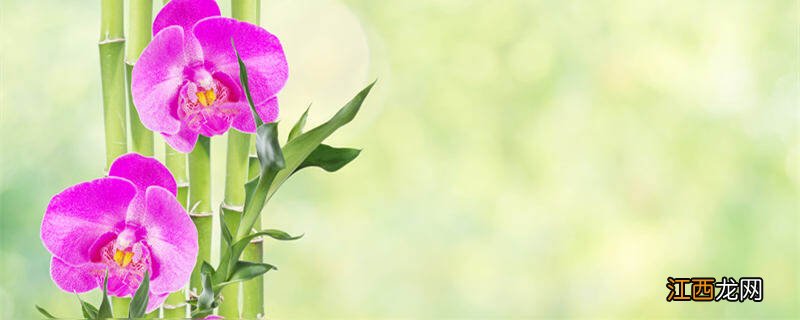 水培富贵竹多久换一次水,怎么换水 水培富贵竹多久换一次水