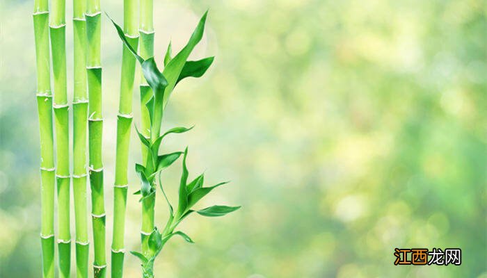 水培富贵竹多久换一次水,怎么换水 水培富贵竹多久换一次水