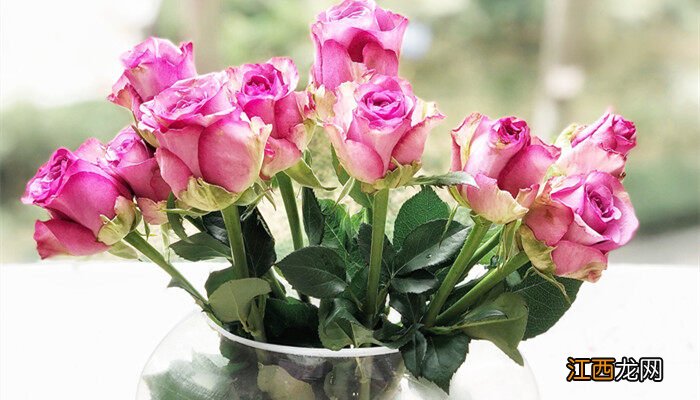 19朵粉玫瑰代表什么意义 19朵粉玫瑰代表什么