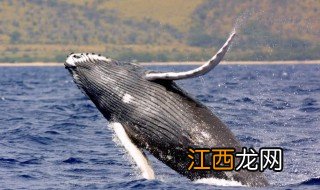 虎鲸为什么怕座头鲸 虎鲸怕座头鲸原因