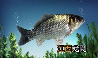工程鲫鱼与野生鲫的区别 工程鲫鱼与野生鲫有什么不一样