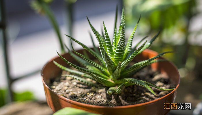 家里放芦荟是吉是凶 芦荟摆放家里禁忌