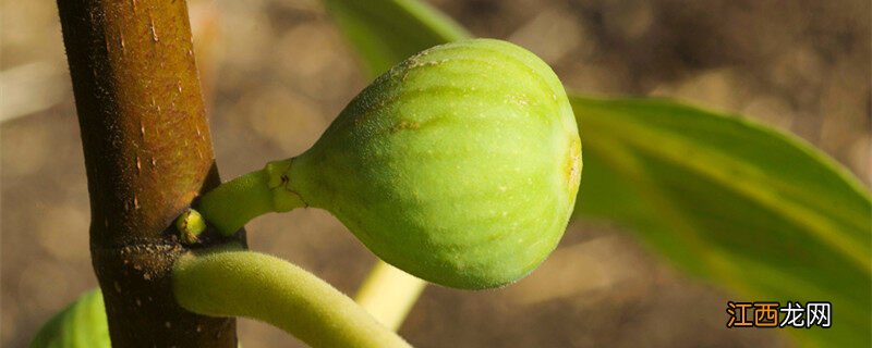 自制无花果肥料多久浇一次 自制无花果肥料