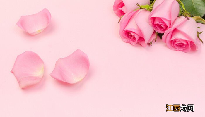 粉红色玫瑰代表什么象征意义 粉红色玫瑰代表什么