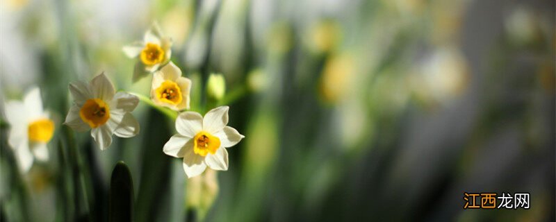 丁香花的花语和寓意 水仙的花语和寓意