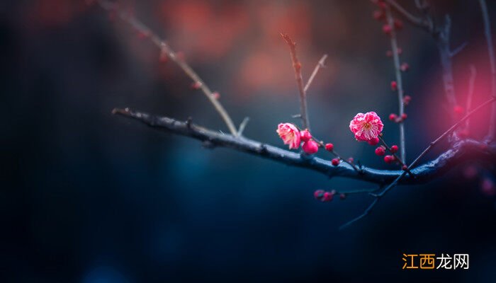 梅花象征着什么品质,代表什么人 梅花象征着什么