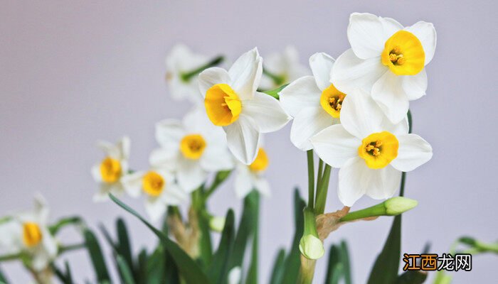 水培水仙花能活几年啊 水培水仙花能活几年