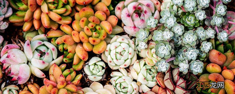 多肉种子怎么种才能发芽 多肉种子怎么种