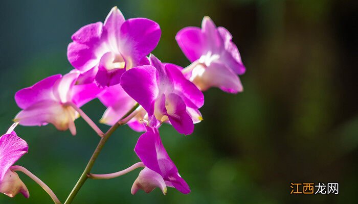 白玉兰花是什么季节开的 兰花是什么季节开的