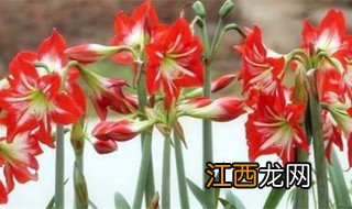 怎么自制万能花肥营养液 如何自制万能花肥营养液