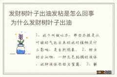 发财树叶子出油发粘是怎么回事 为什么发财树叶子出油