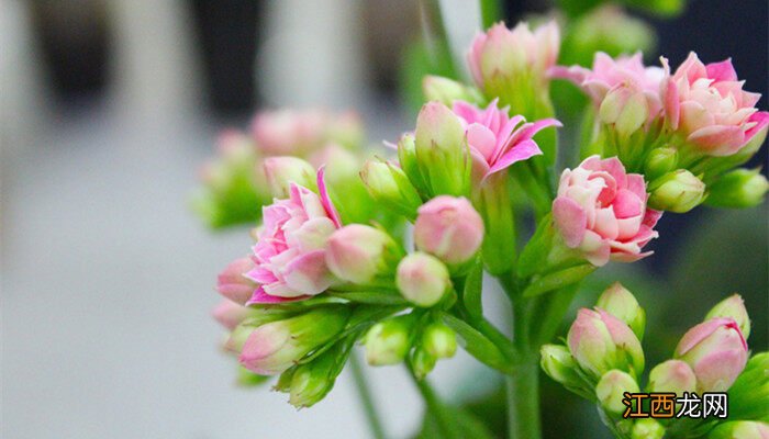 长寿花繁殖方法和注意事项视频 长寿花繁殖方法和注意事项