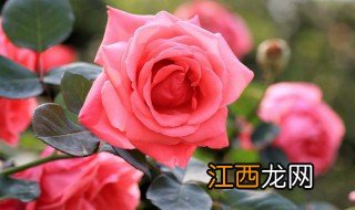 月季花的特点是什么 月季花有哪些特点