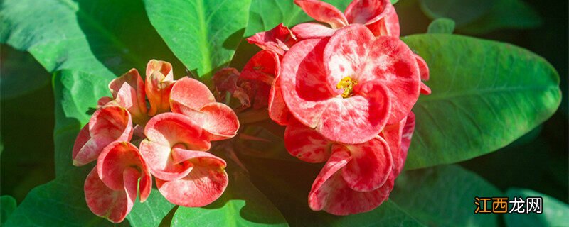 铁海棠的养殖方法和注意事项铁海 铁海棠的养殖方法和注意事项