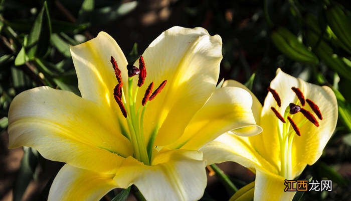 百合花的花语和寓意图片 百合花的花语和寓意