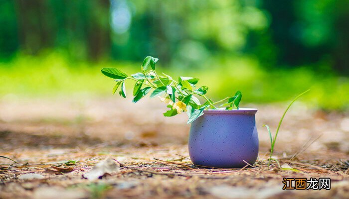 半枝莲和白花蛇舌草治疗肿瘤 半枝莲和半边莲的区别