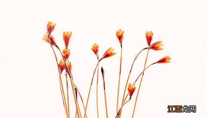 香水兰开完花怎么办视频 香水兰开完花怎么办