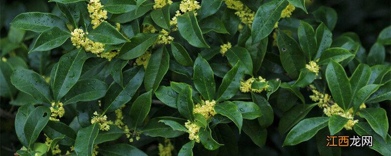 桂花的花语和寓意 桂花的花语