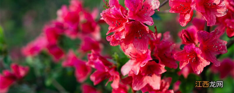 杜鹃花花期多长时间 杜鹃花花期