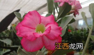 万里飘香种植方法 如何种植万里飘香