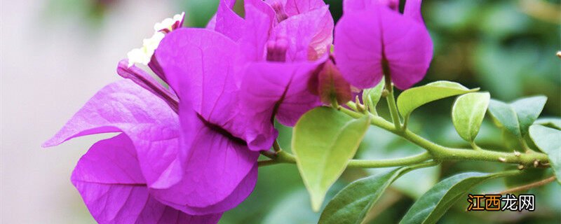 三角梅换盆蔫了几天能缓过来 三角梅夏天换盆注意事项