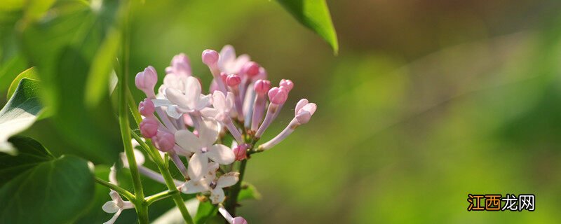 丁香花的花语是什么? 丁香花的花语是什么