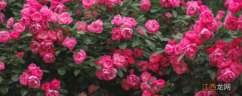 月季花6月份能移栽吗视频 月季花6月份能移栽吗